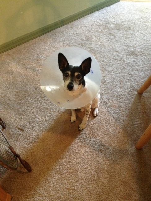 Buddy and the cone of shame
